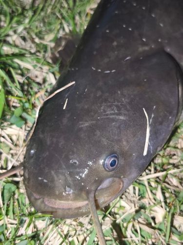 ナマズの釣果