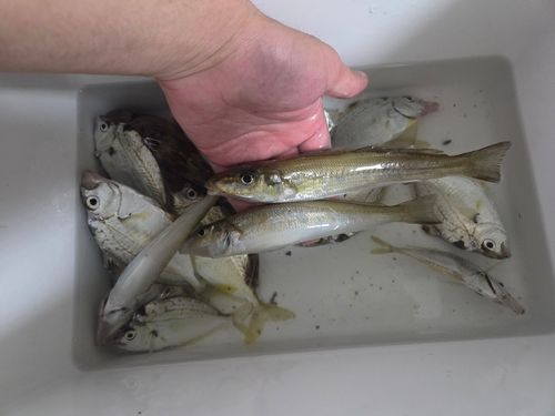 キスの釣果