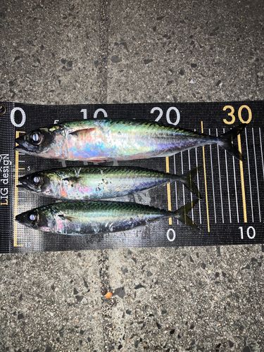 サバの釣果