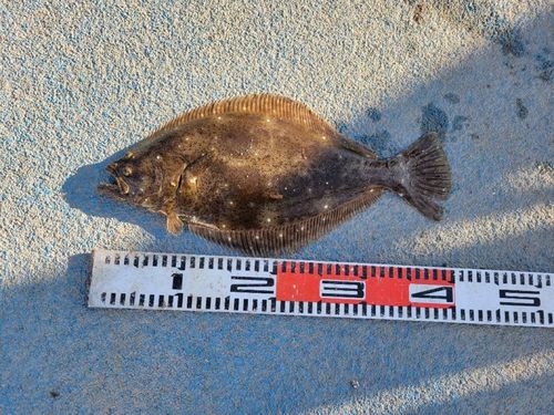 ヒラメの釣果