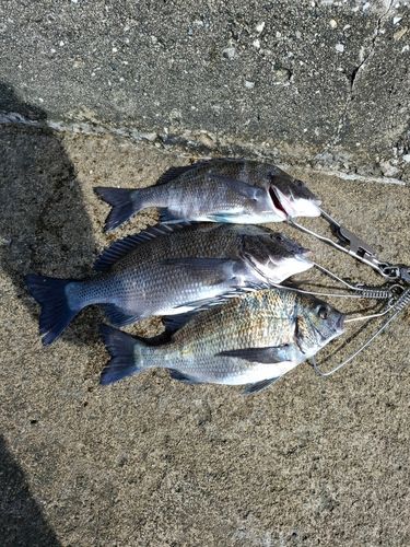 チヌの釣果