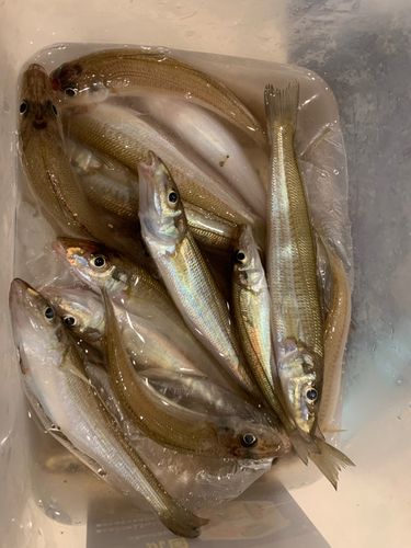 キスの釣果