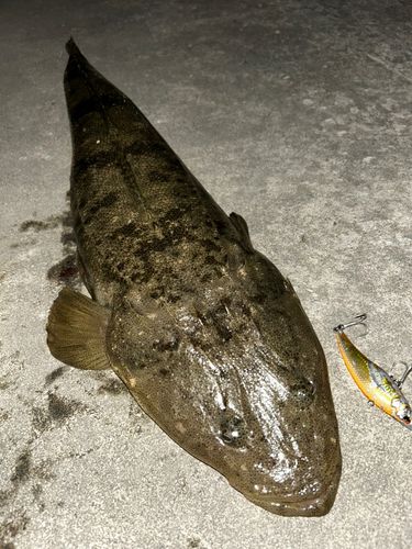 マゴチの釣果