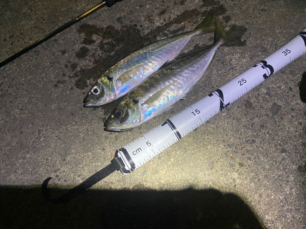 SHIMANO 19ソアレ BB アジング S64UL-Sの最安値・インプレ・釣果