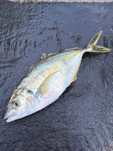 シマアジの釣果