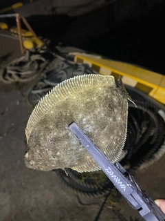 ヒラメの釣果
