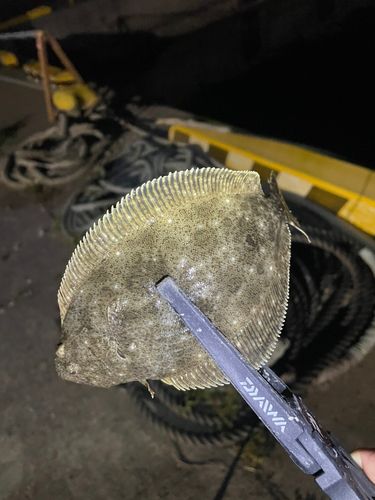 ヒラメの釣果