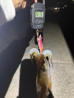 アオリイカの釣果