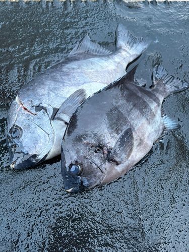 イシダイの釣果