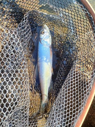ハスの釣果
