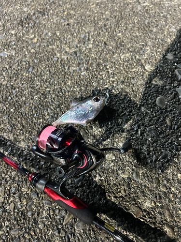 ハタンポの釣果