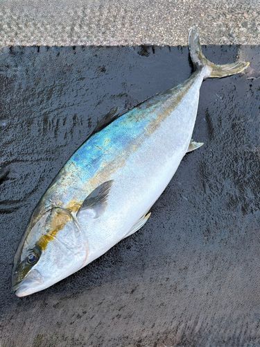 ヒラマサの釣果