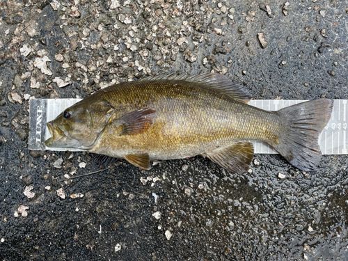 スモールマウスバスの釣果