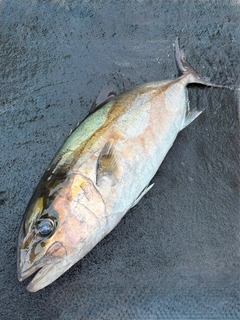 カンパチの釣果