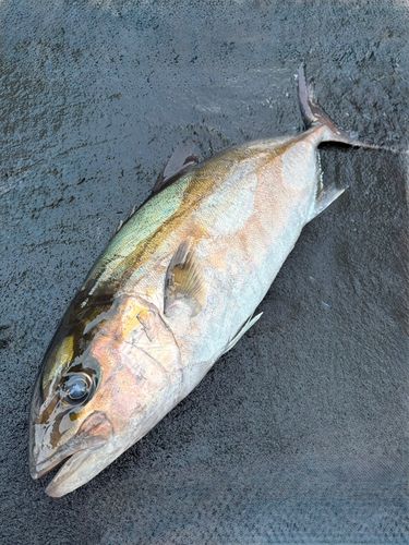 カンパチの釣果