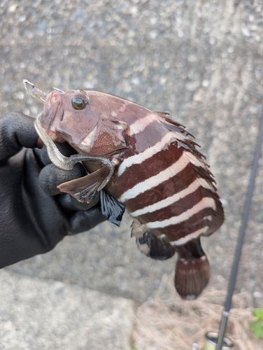 マハタの釣果