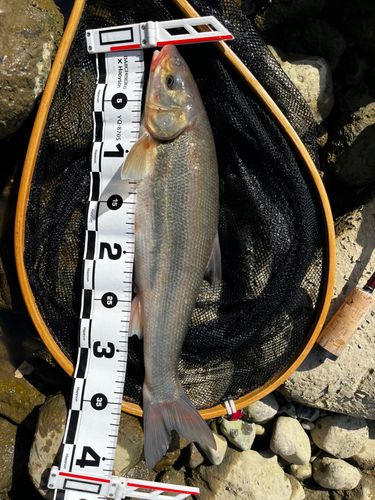 ウグイの釣果