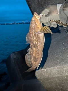アブラコの釣果