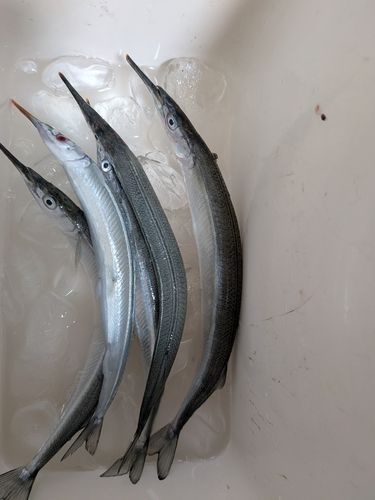 サヨリの釣果