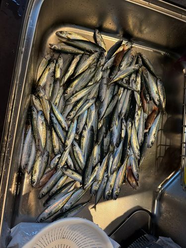 サバの釣果