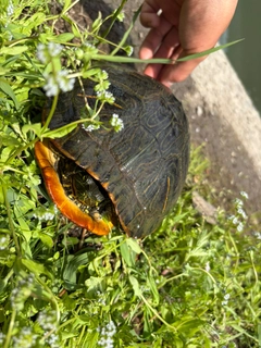 ライギョの釣果