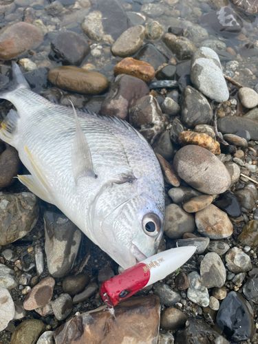 キビレの釣果