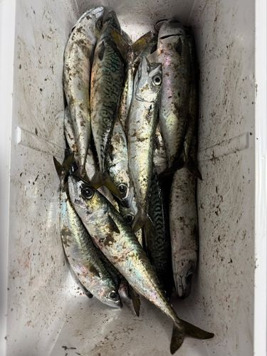 サバの釣果