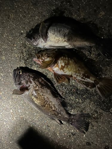 カサゴの釣果