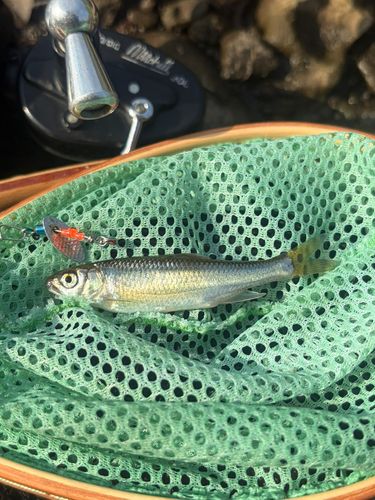オイカワの釣果