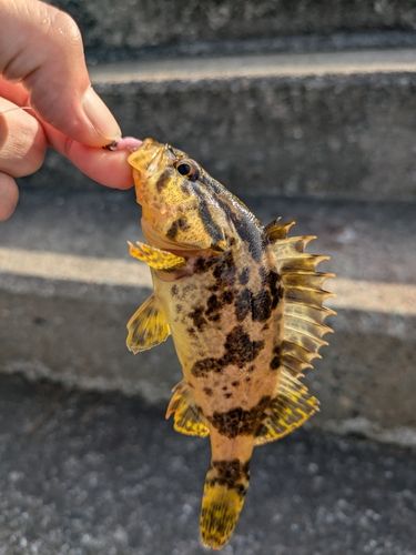 タケノコメバルの釣果