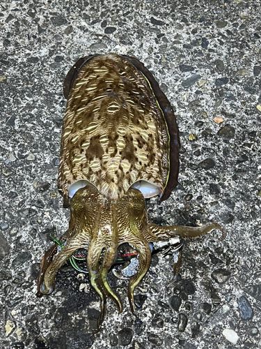 カミナリイカの釣果
