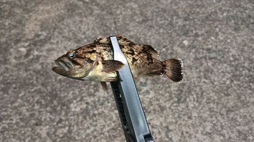 クロソイの釣果