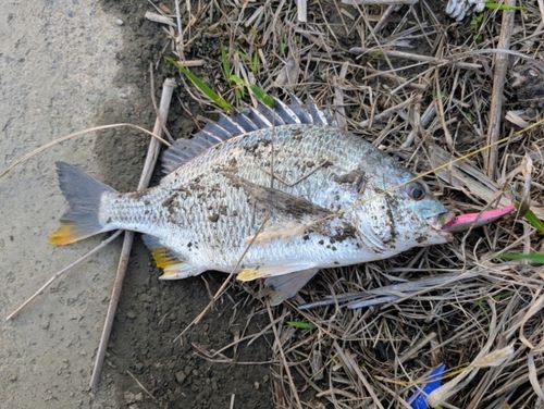 キビレの釣果
