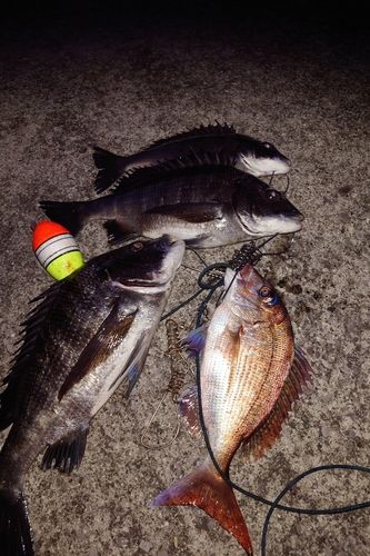 チヌの釣果