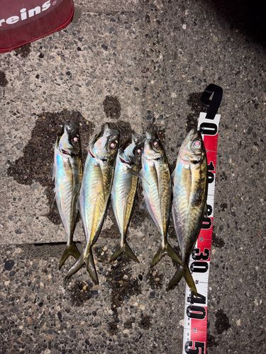 アジの釣果