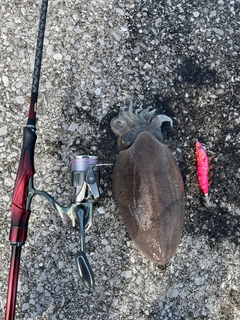 コウイカの釣果
