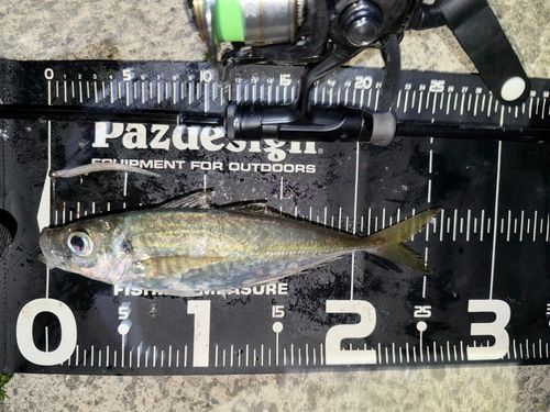 マアジの釣果