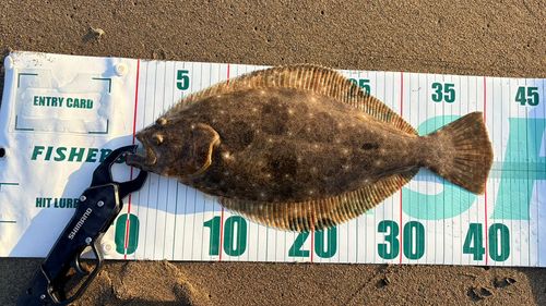 ヒラメの釣果