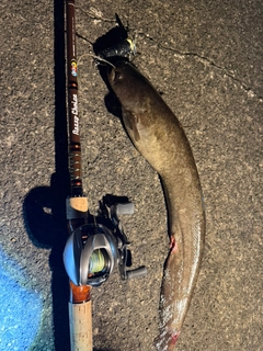 ナマズの釣果