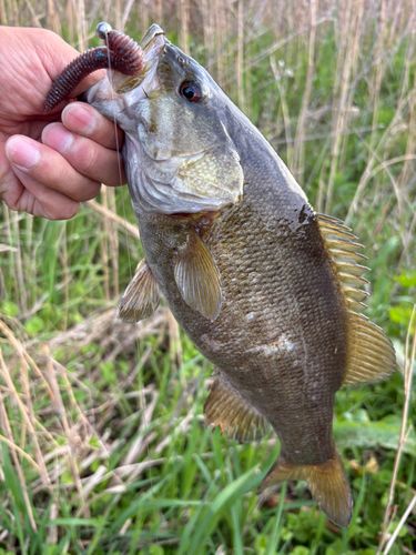 スモールマウスバスの釣果