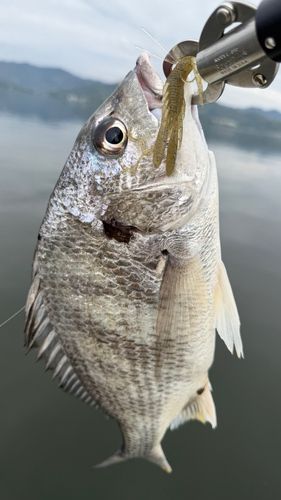キビレの釣果