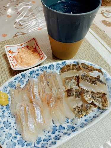 クロソイの釣果