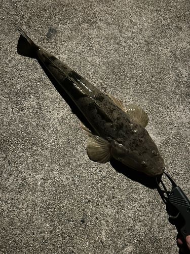 マゴチの釣果