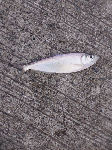 ヒラの釣果