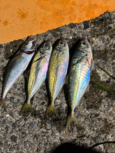 マアジの釣果