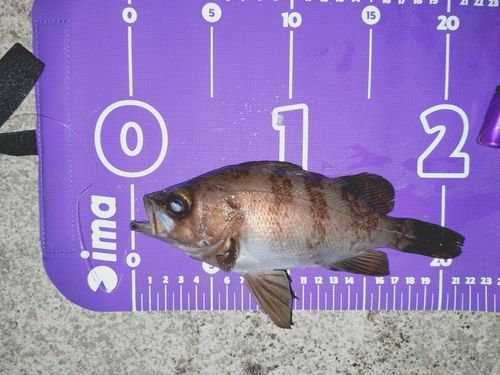 メバルの釣果