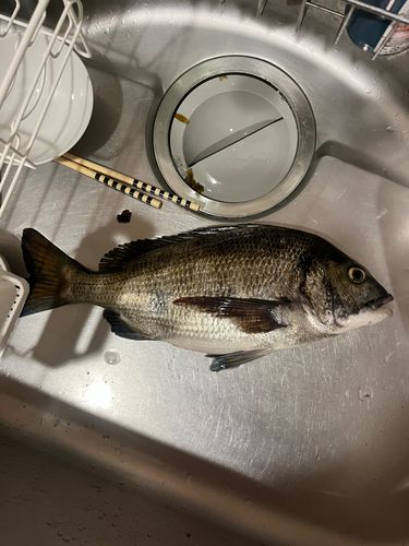 チヌの釣果