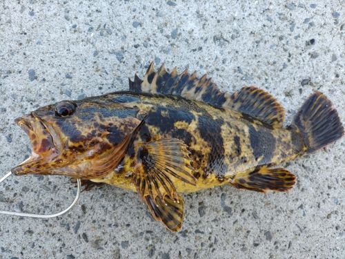 ベッコウゾイの釣果