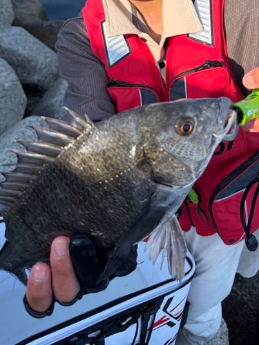 チヌの釣果
