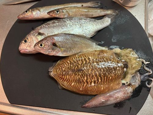 コウイカの釣果